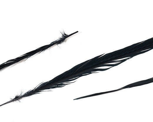 Black Ringneck Pheasant Feather Bleached and Dyed 18-22