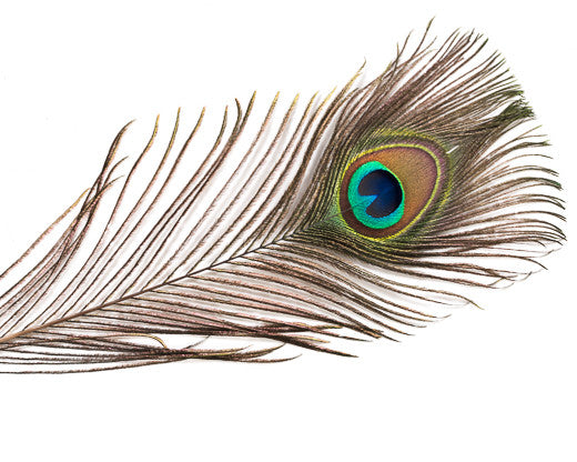 Natural Peacock Feathers 25-35 inches 100 Pack