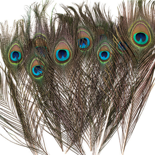 Peacock Feathers Natural, 10-15 Inches, per pack of 50 or 100
