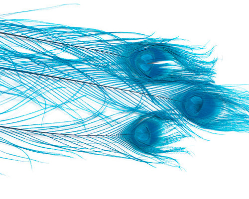 Turqouise Bleached and Dyed Peacock Feather 25-35 inches 100 Pack