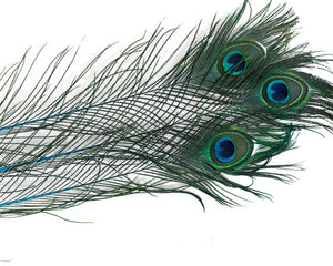 Turqouise Stem Dyed Peacock Feather 25-35 inches 100 Pack