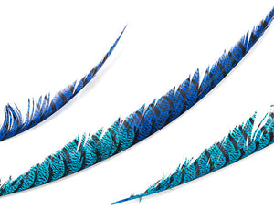 Royal and Turquoise Zebra Pheasant Feathers 30 inches up, per 5 pieces