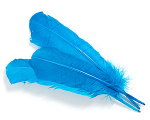 Turqouise Quill Feathers by the Pound