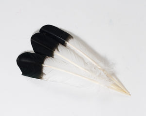 White with Black Tip Quill Feathers by the Pound