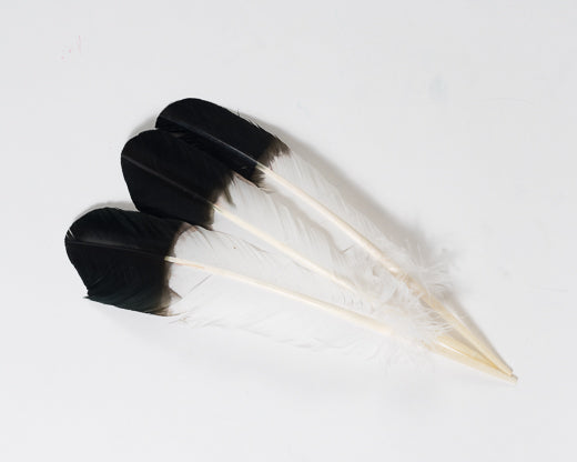 White with Black Tip Quill Feathers by the Pound – Schuman Feathers