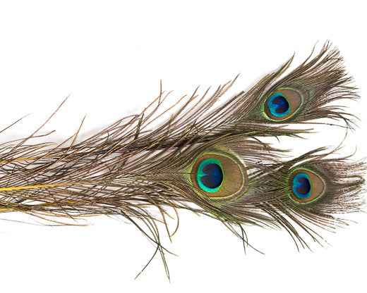 Yellow Stem Dyed Peacock Feather 25-35 inches 100 Pack