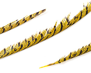 Yellow Zebra Pheasant Feathers 30 inches up, per 5 pieces