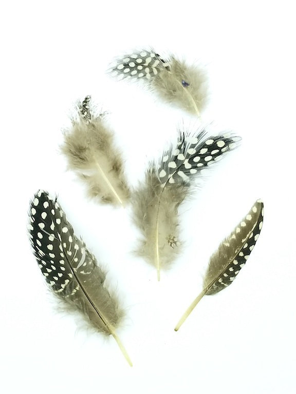 Guinea Feather Plumage, per Ounce (CHOOSE YOUR COLOR)